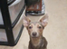 Adult jack Russell