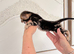 BENGAL KITTENS LOOKING FOR FOREVER HOMES