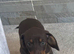 Dachshund