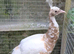 Yearning  Cameo / Lavender Pied Peahen &ndash; Rare Colour Mutation