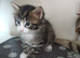 Tabby boy ready for new home