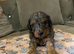 Miniature cavapoos
