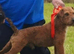 red lakeland terrier