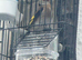 2025 BBC rung goldfinch cock