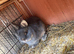 Agouti dwarf