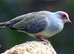 Diamond dove