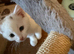 5 kittens ready to leave
