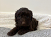 F1 cockapoo puppys