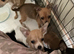 Chihuahuajack puppies for sale