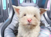 Tiny Yorkie Pom Boy – Looking for His Forever Home
