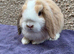 Baby mini lops looking for new home