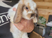 Gorgeous baby bunny