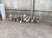 POL Indian Runner Ducks