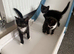 2 kittens for sale