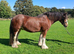 15 2hh 6 year old cob gelding