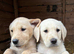 Pure Labradors ready now.