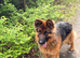 Hi I have 2 beautiful kc German Shepherd girls lift