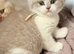 Adorable TICA Registered BSH Kittens