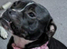 Male staffy