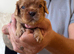 3 cavalier boy puppies available