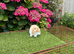 Pure bred mini lop baby rabbit.