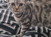 Silver Tabby British Short hair