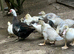 Muscovy ducklings