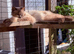 Ragdoll male tica and gccf (active) un neutured