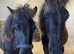 2 Shetland ponies for sale