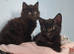 Kittens for rehoming