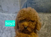 Miniature Poodle puppies