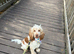 Mabel looking for her forever home.