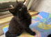 The last beautiful black kitten