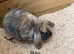 Stunning Baby mini lop rabbits