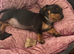 Male Dachshund