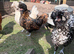 Polish hatching eggs for sale