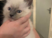 Ragdoll kitten male