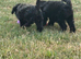Jackapoo puppies