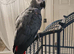Coco the African grey