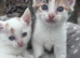 Last Kitten Available