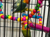 Lovebirds Glasgow