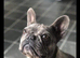 Flo French Bulldog ()