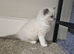 Pure Ragdolls - ONE BLUE FEMALE LEFT