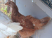 4 month old chicks