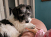 Beautiful jackapoo puppy