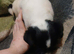 Jack Russell pups