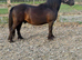 Standard shetland 3 year old gelding