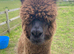 Two stud alpaca for loan