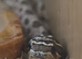 Make hognose