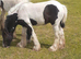 Cob gelding yearling